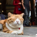 网红猫吃贝贝瓜,贝贝瓜成新宠
