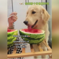 狗可以吃网瓜吗,狗狗的神秘美食探索